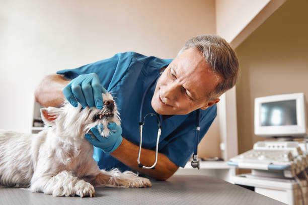 Best Emergency Denture Repair in Ironwood, MI